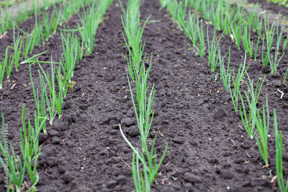 large horizontal photo. summer time. a field of green onions planted in even rows. growing organic products. eco. healthly food. large horizontal photo. summer time. a field of green onions planted in even rows. growing organic products. eco. healthly food.