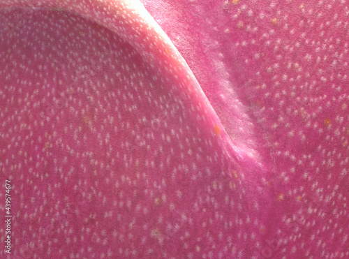 Dragonfruit exterior patterns horizontal abstract macro