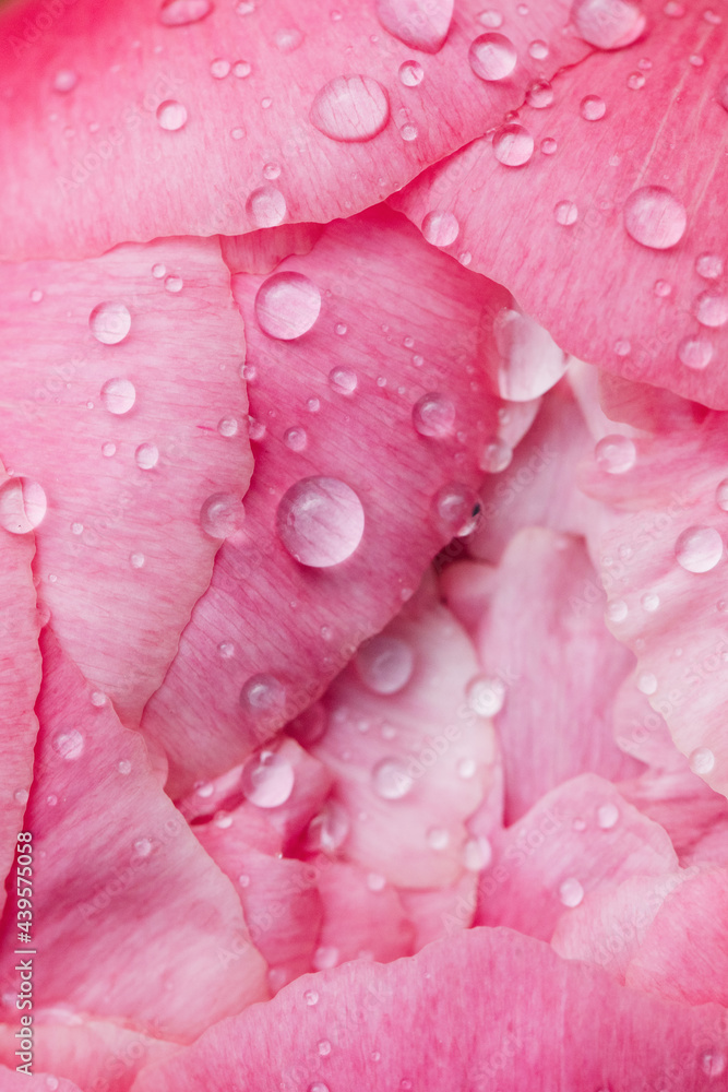 macro of pink peony petals with rain droplets macro of pink peony petals with rain droplets