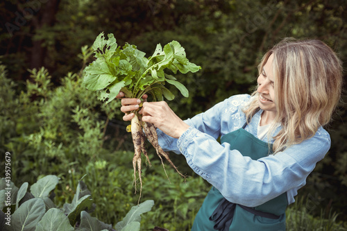 young blonde pretty woman with blue shirt and green apron harvesting white elongated icicle radishes from vegetable patch, high patch and is happy