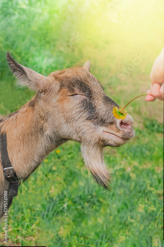 Fototapeta Naklejka Na Ścianę i Meble -  An adult domestic goat sniffs a dandelion flower held out to her. Dairy goat on a pasture in the sun. vertical frame. High quality photo