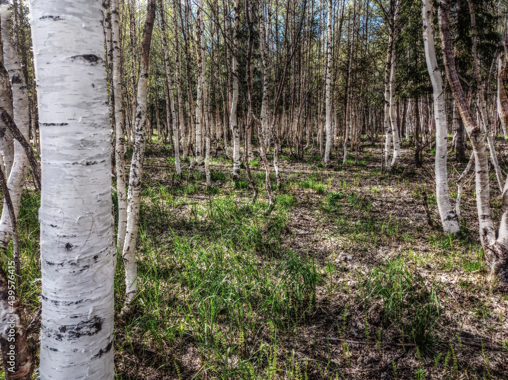 Obraz premium Looking into a dense birch forest in spring
