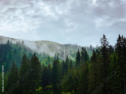 Fototapeta Naklejka Na Ścianę i Meble -  Morning in the mountains. Beautiful mountain landscape with fog and coniferous forest.