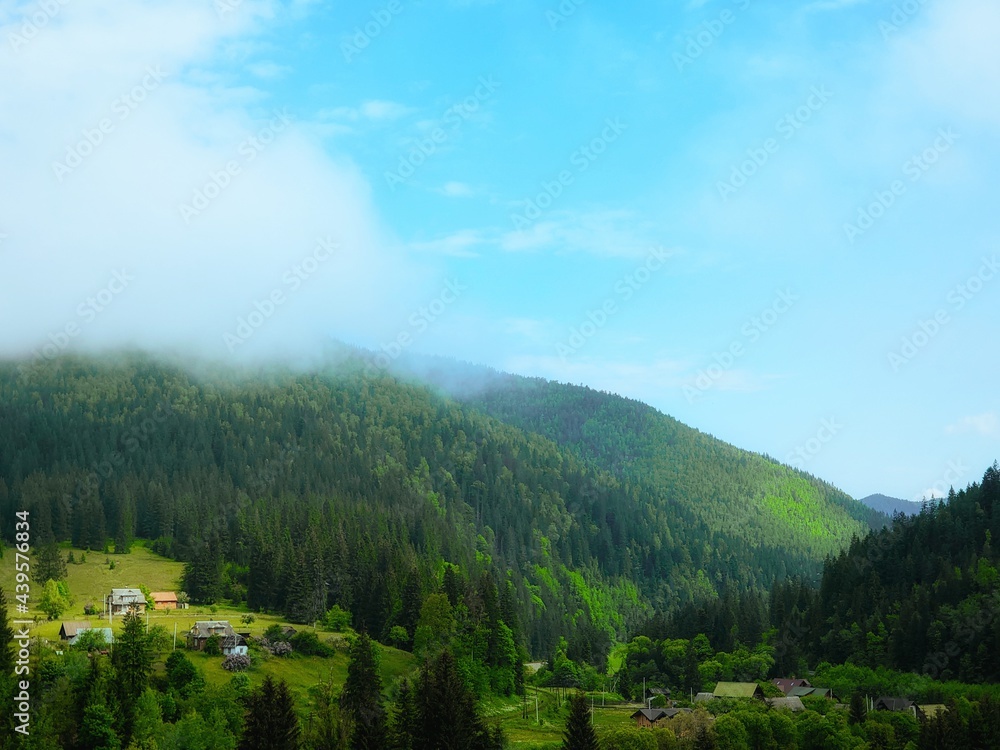 Morning in the mountains. Beautiful mountain landscape with fog and coniferous forest.