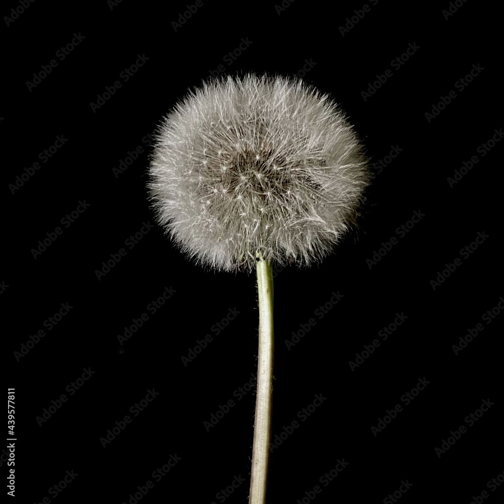 beautiful plant on a black background beautiful plant on a black background