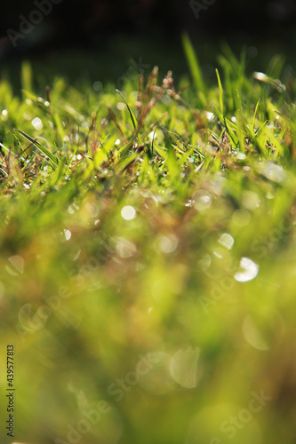 Bokeh Grass © TimboNLC
