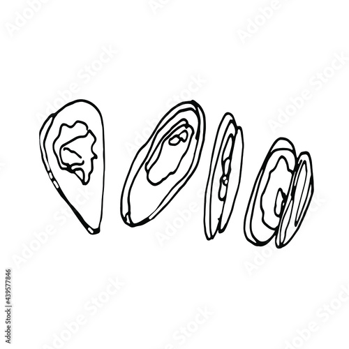 Doodle hand drawn oysters.Hand drawn lineart element.Fast food.
