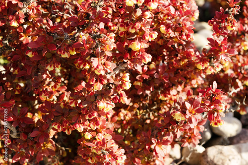 Red berberis thunbergii or Japanese barberry