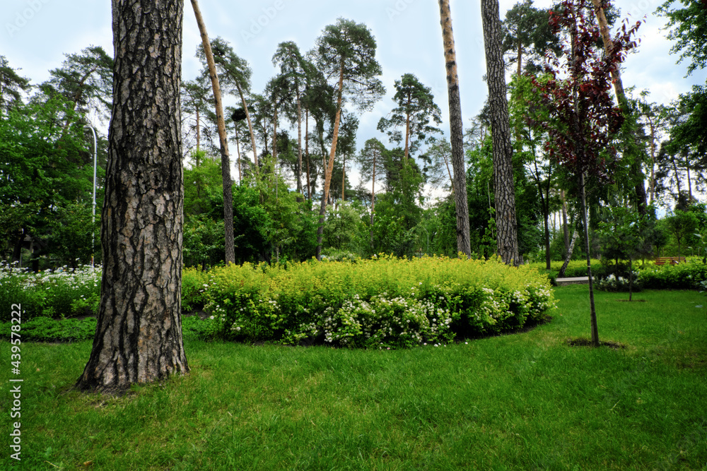 Beautiful summer park with trees and old pines.  A big bright flower bed. Modern view. A place for family outdoor activities and relaxation. Recreation zone. Empty space for your text or design. 