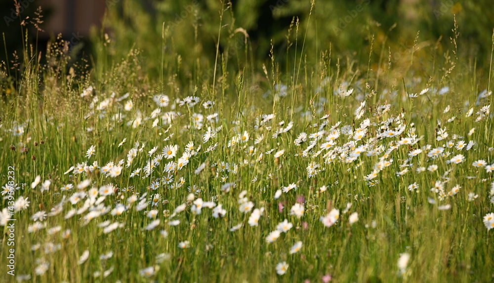 Obraz premium camomille