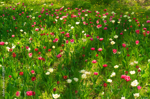Tulip flowers or flowering tulipa with bokeh