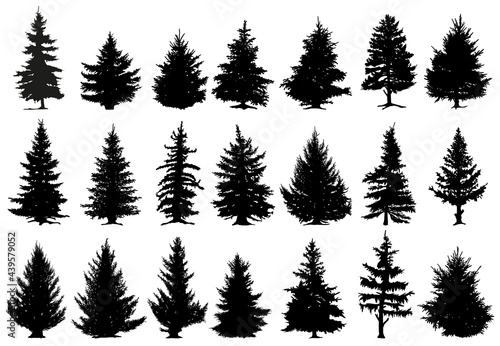Photo Christmas pine trees silhouettes