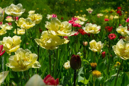 Fototapeta Naklejka Na Ścianę i Meble -  Tulip flowers or flowering tulipa with bokeh