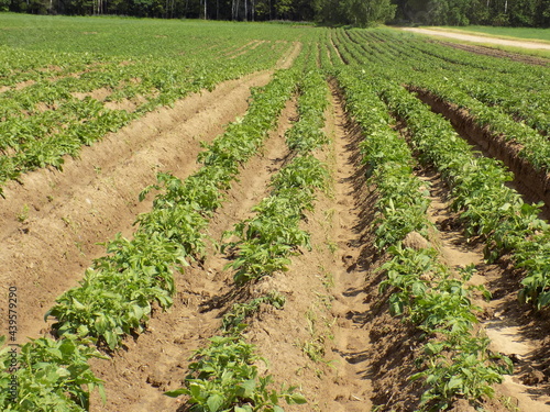 Potato plantation. Processed, farmed plants. Road along the field.