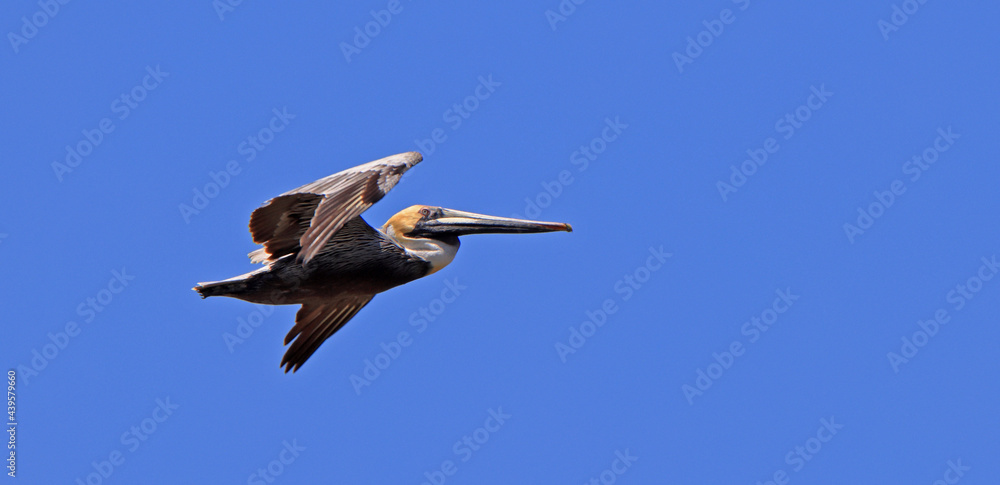 Fototapeta premium Brown pelican flying with a clear blue sky