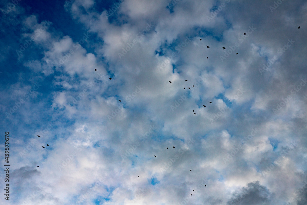 Photo of birds flying in the clouds before the rain Photo of birds flying in the clouds before the rain