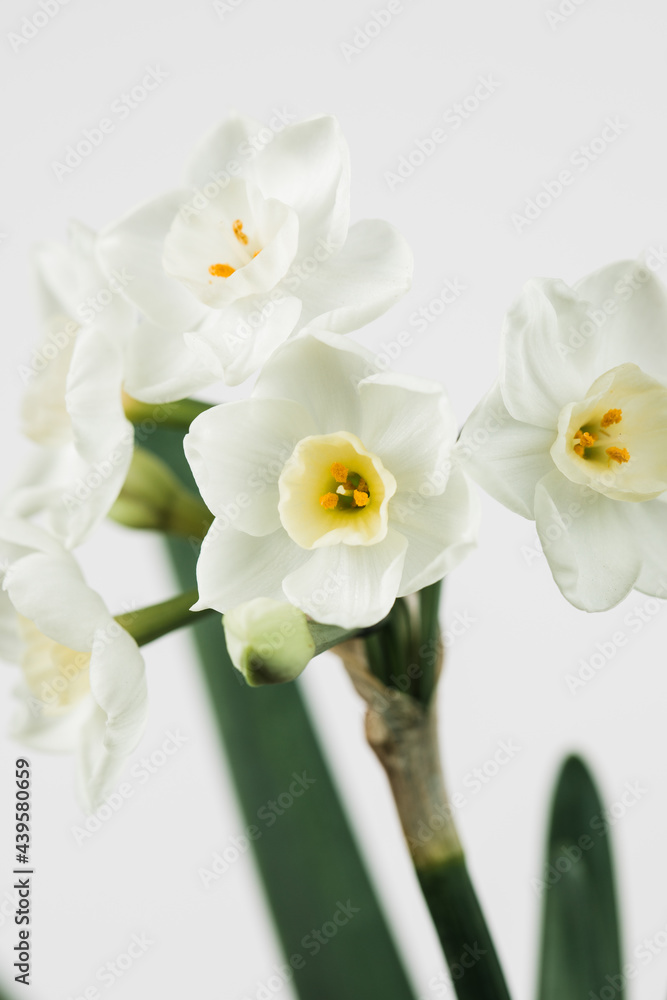 Close up narcissus flower against a white background. Close up narcissus flower against a white background.
