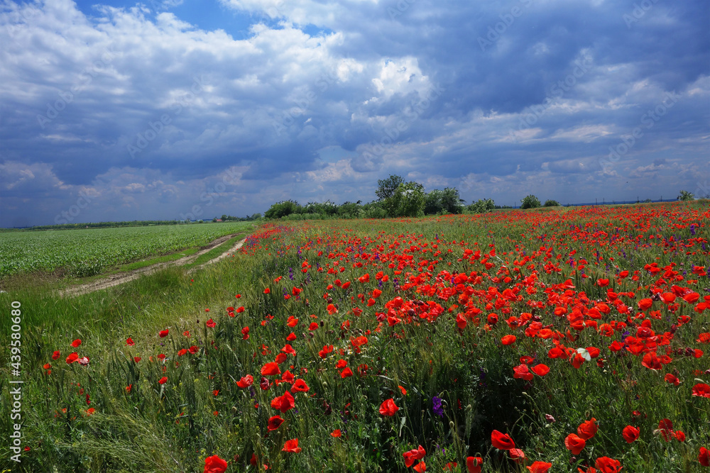 Poppies in the wheat field and the blue sky 