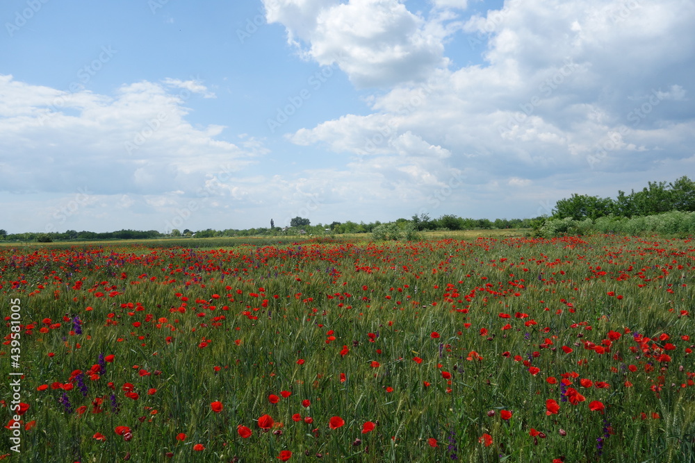 Wheat field with red poppies 