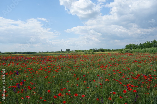 Wheat field with red poppies 