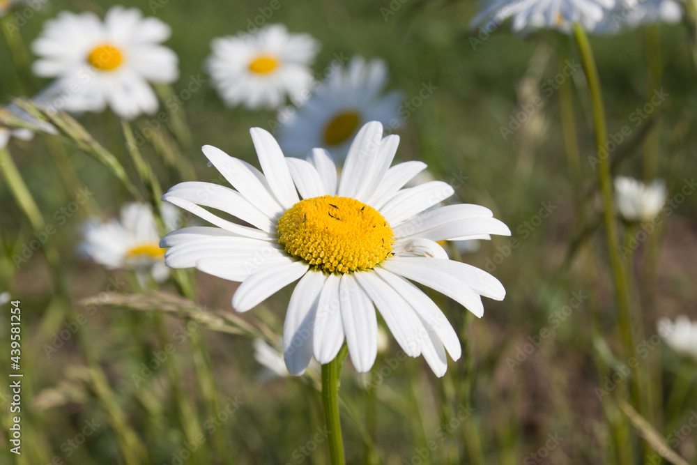 chamomile flowers in the wild in a field chamomile flowers in the wild in a field