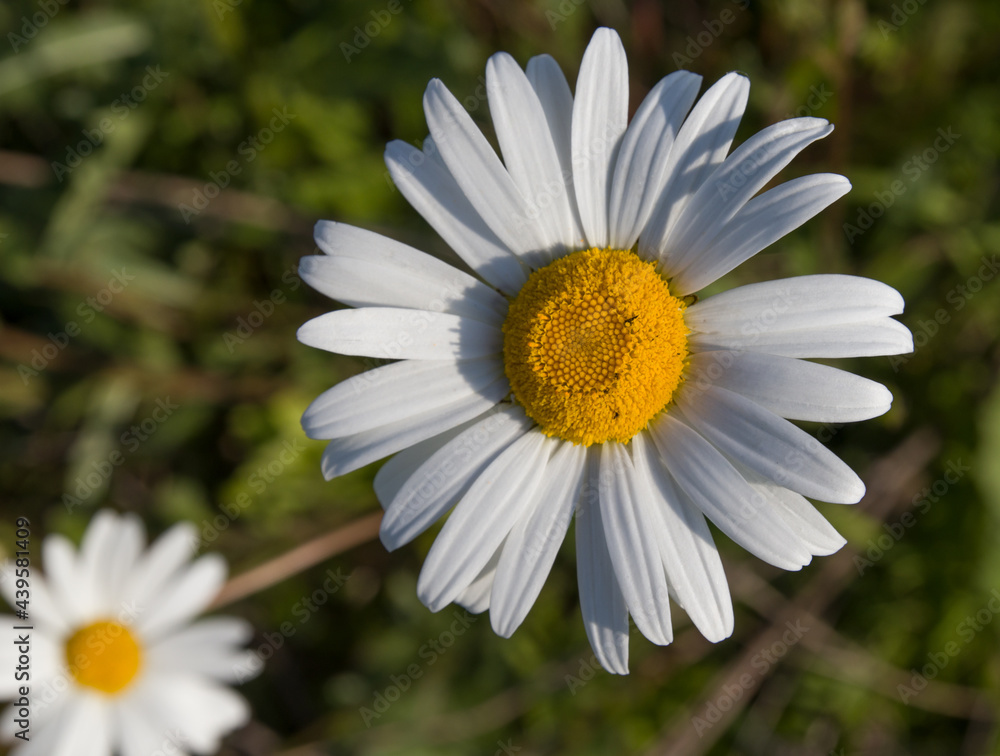 Fototapeta premium chamomile flowers in the wild in a field