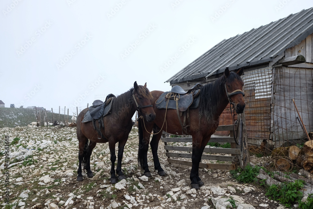 Farm Horses Farm Horses