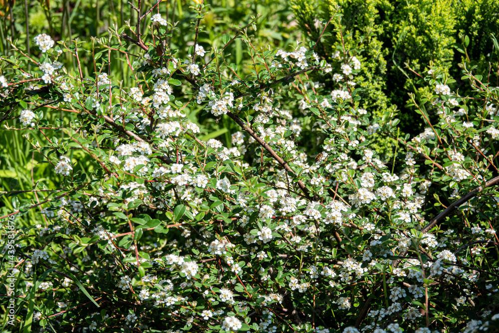 Bearberry cotoneaster Major - Latin name - Cotoneaster dammeri Major in garden Bearberry cotoneaster Major - Latin name - Cotoneaster dammeri Major in garden