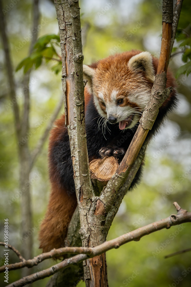 Fototapeta premium Red panda calling on tree