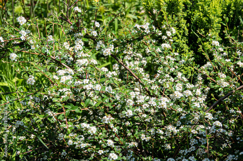 Bearberry cotoneaster Major - Latin name - Cotoneaster dammeri Major in garden photo