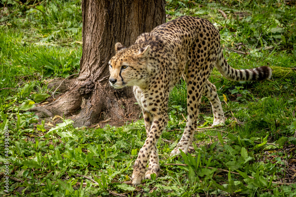 Fototapeta premium Cheetah walking through grass