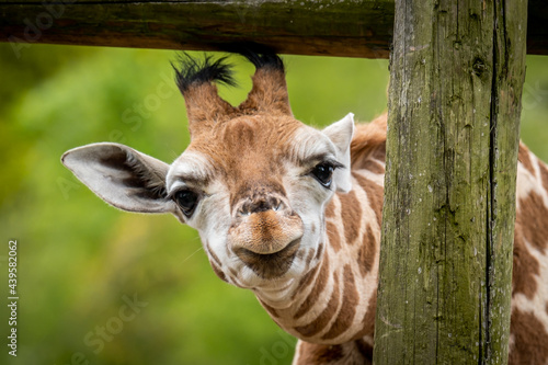 Young Rothschilds giraffe head photo