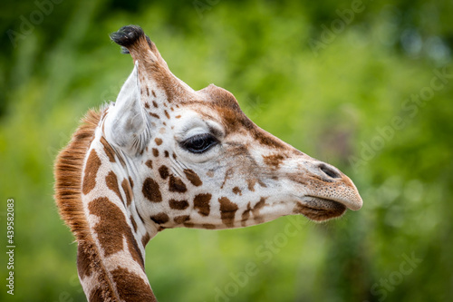 Rothschilds giraffe head in profile photo