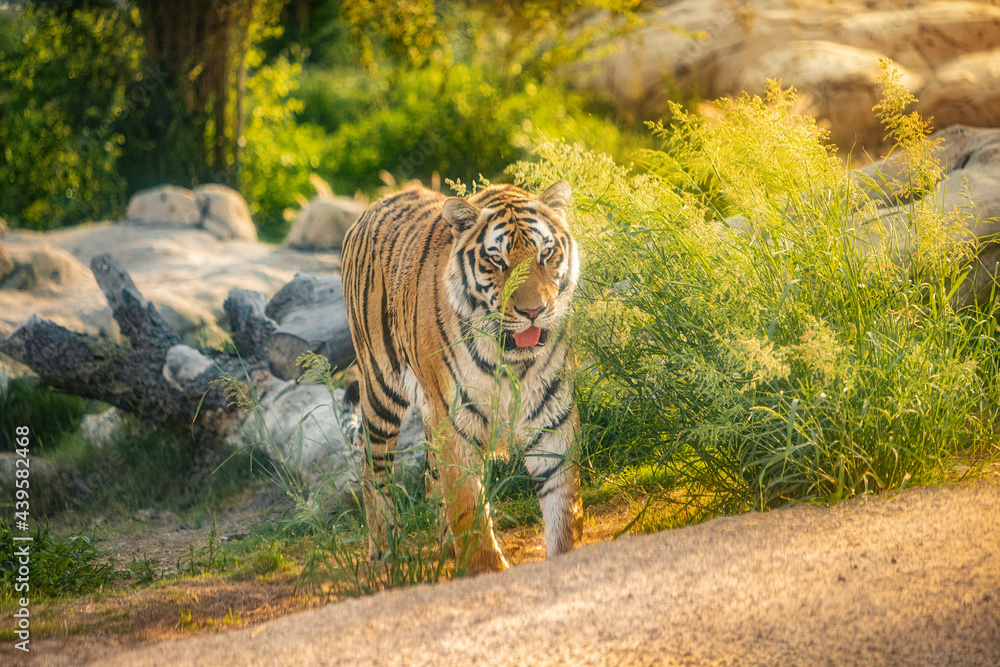 Fototapeta premium A beautiful and powerful tiger walks through its possessions in the national park. Majestic and dangerous predatory big cat