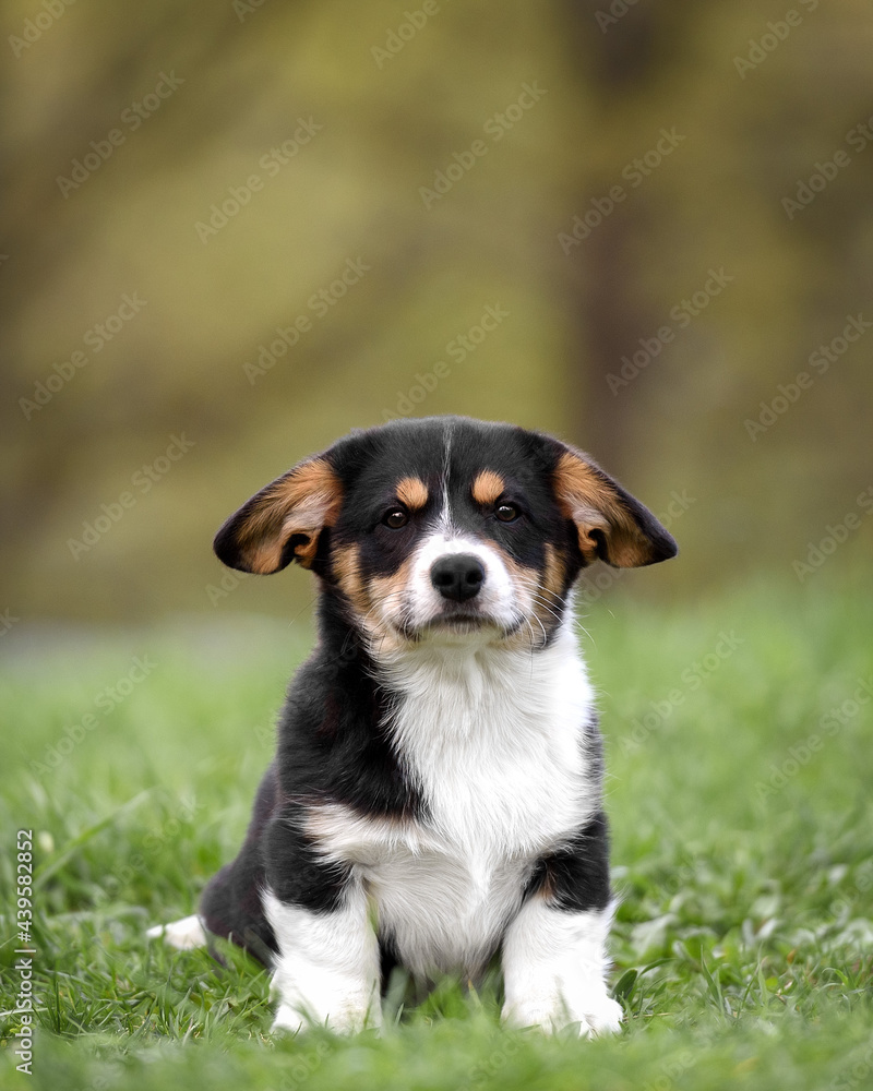 Corgi puppy in the park in the summer