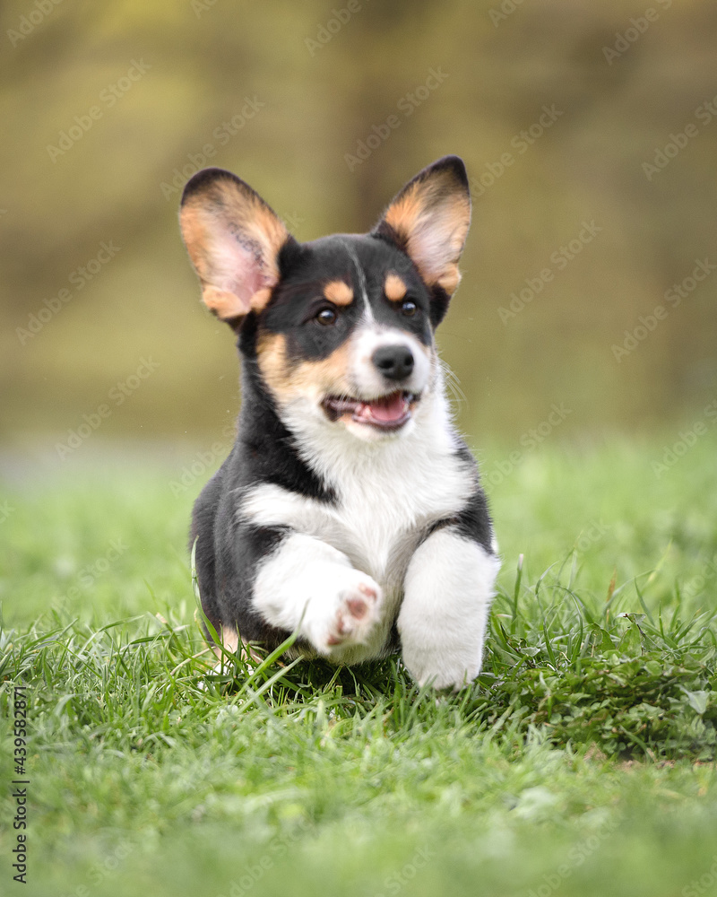 Corgi puppy in the park in the summer