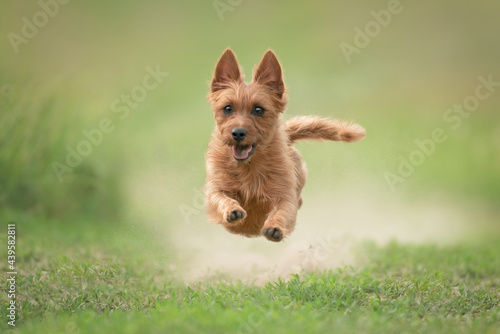 Obraz na płótnie Australian Terrier on the move in summer