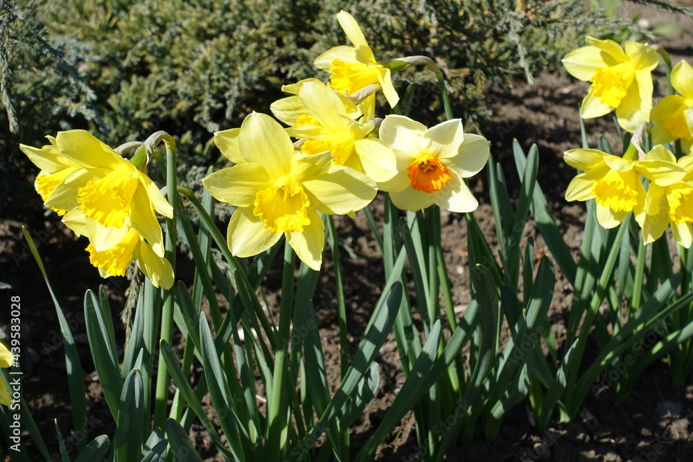 Obraz premium Bright and colorful flowers of narcissus in March