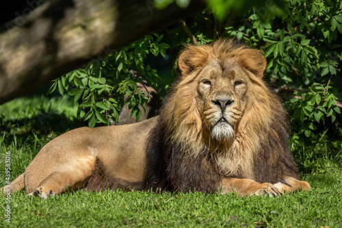 Asiatic Lion sitting down