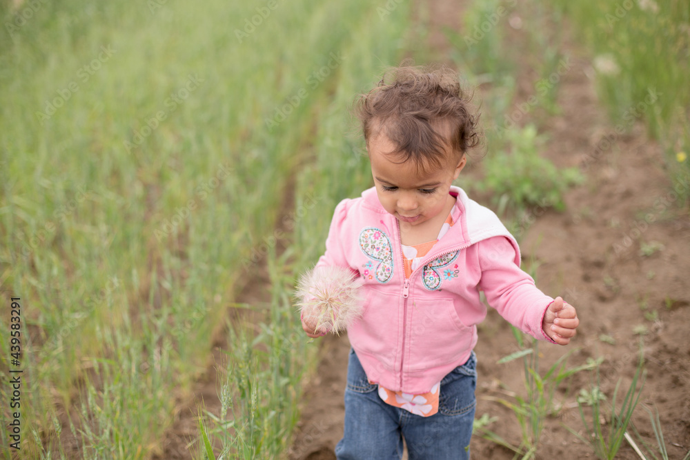 Toddler holds flower in wheat field
Toddler holds flower in wheat field