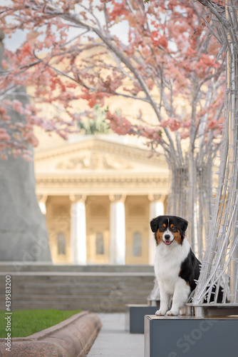 Australian Shepherd dog walk in the city