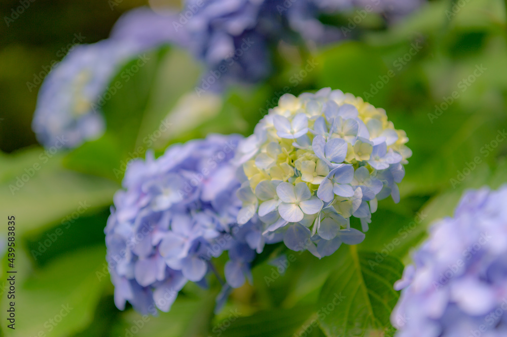 東京都北区王子に咲くたくさんの紫陽花 東京都北区王子に咲くたくさんの紫陽花