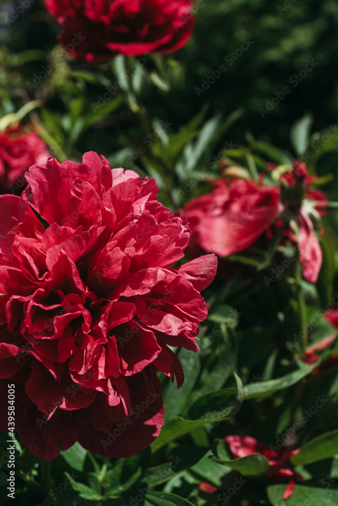 Red peony flower,close-up with selective focus. Beautiful peony flower for catalog or online store. Red peony flower,close-up with selective focus. Beautiful peony flower for catalog or online store.