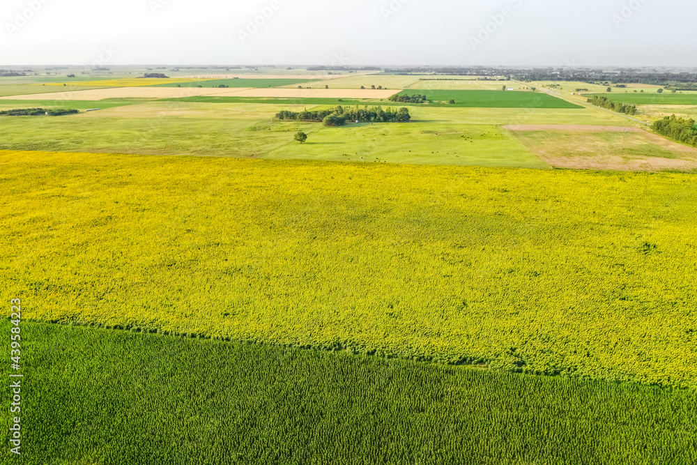 Corn and sunflower cultivation, Buenos Aires Province, Argentina.