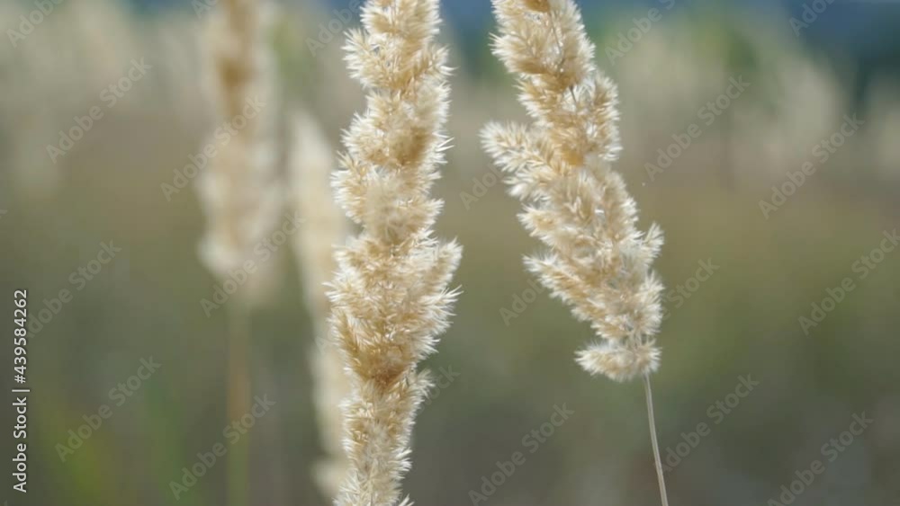 Detail view on lush dry vegetation. Close up of wild flora. Blurred background. Calm nature scene. Slow motion Detail view on lush dry vegetation. Close up of wild flora. Blurred background. Calm nature scene. Slow motion