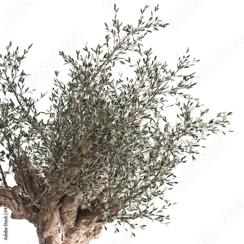 3D illustration of Olive tree in a rusty flowerpot isolated on white background  photo