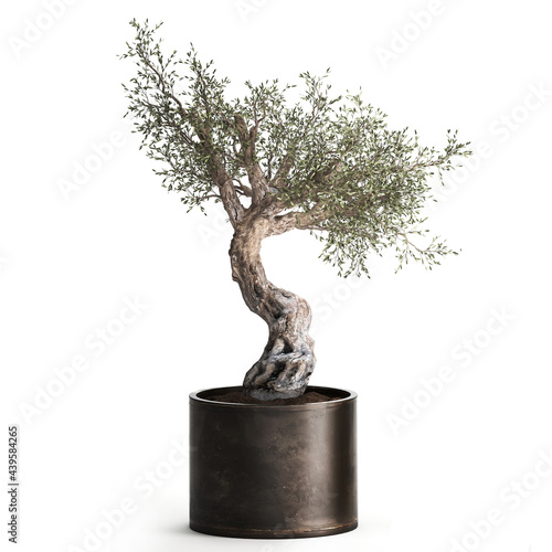 Obraz na plátně 3D illustration of Olive tree in a rusty flowerpot isolated on white background