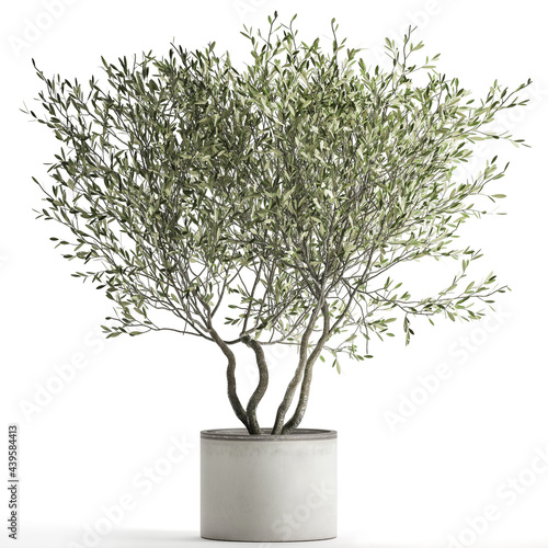 3D illustration of Olive tree in a white flowerpot isolated on white background 