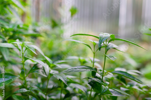 The picture of a Thai herb called Andrographis paniculata. The leaves are fresh green, bitter taste.