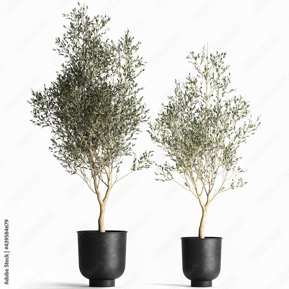 Obraz premium 3D illustration of olive tree in a black flowerpot isolated on white background 